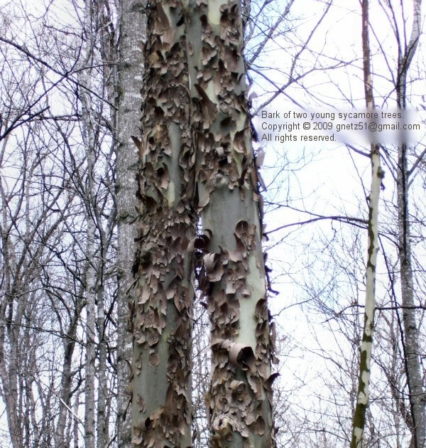 Tree Notes Sycamore bark