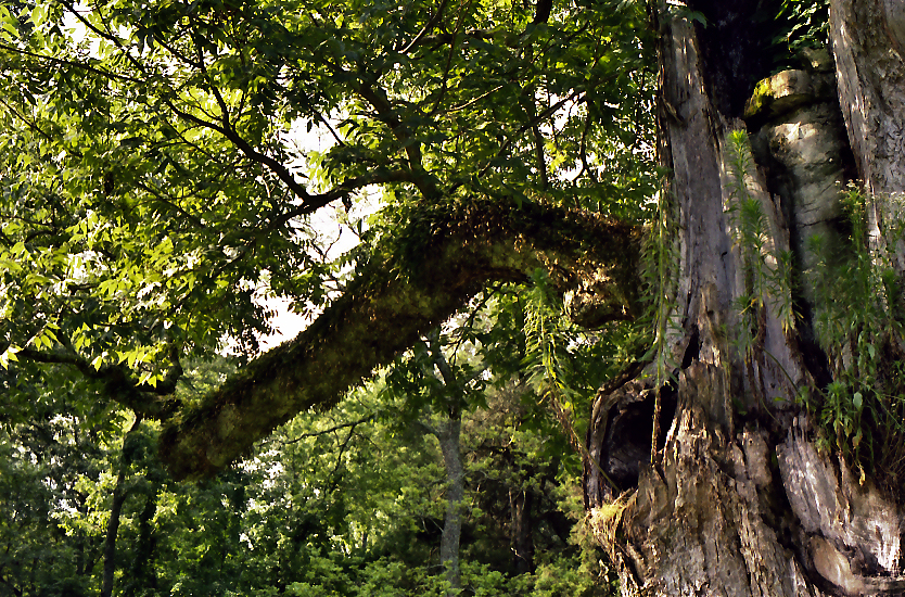 Tree Notes Big Pecan Tree at Natchez Trace State Park