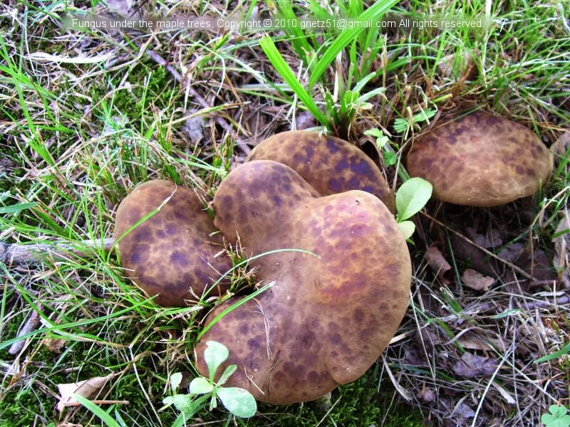 Prairie Bluestem Mushrooms, Mottled with Purple