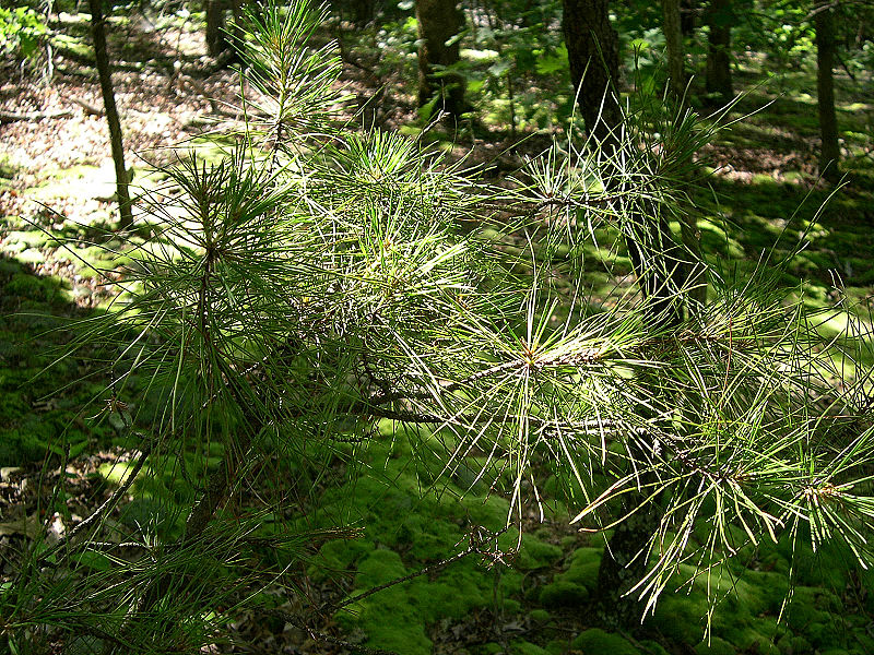 Tree Notes Yellow pine, a Kentucky native