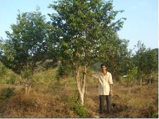 LADANG GAHARU MERCHANG