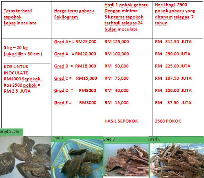 HASIL 2500  POKOK GAHARU SELEPAS 7 TAHUN