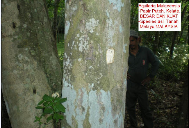 GAHARU MALACENSIS DI PASIR PUTEH KELATE - POKOKNYA BESAR BOLEH HASIL TERAS GAHARU BANYAK