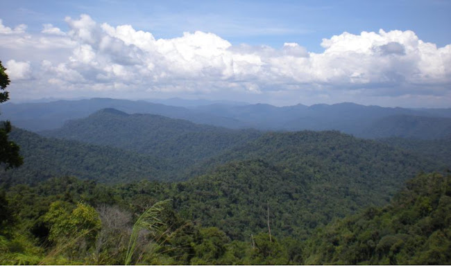 HUTAN BELANTARA GRIK-JELI KAYA KHAZANAH SPT GAHARU, MADU, CENGAL DLL HASIL HUTAN