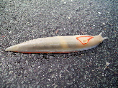 Red Triangle Slug