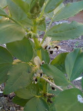 Flowering Fava Beans