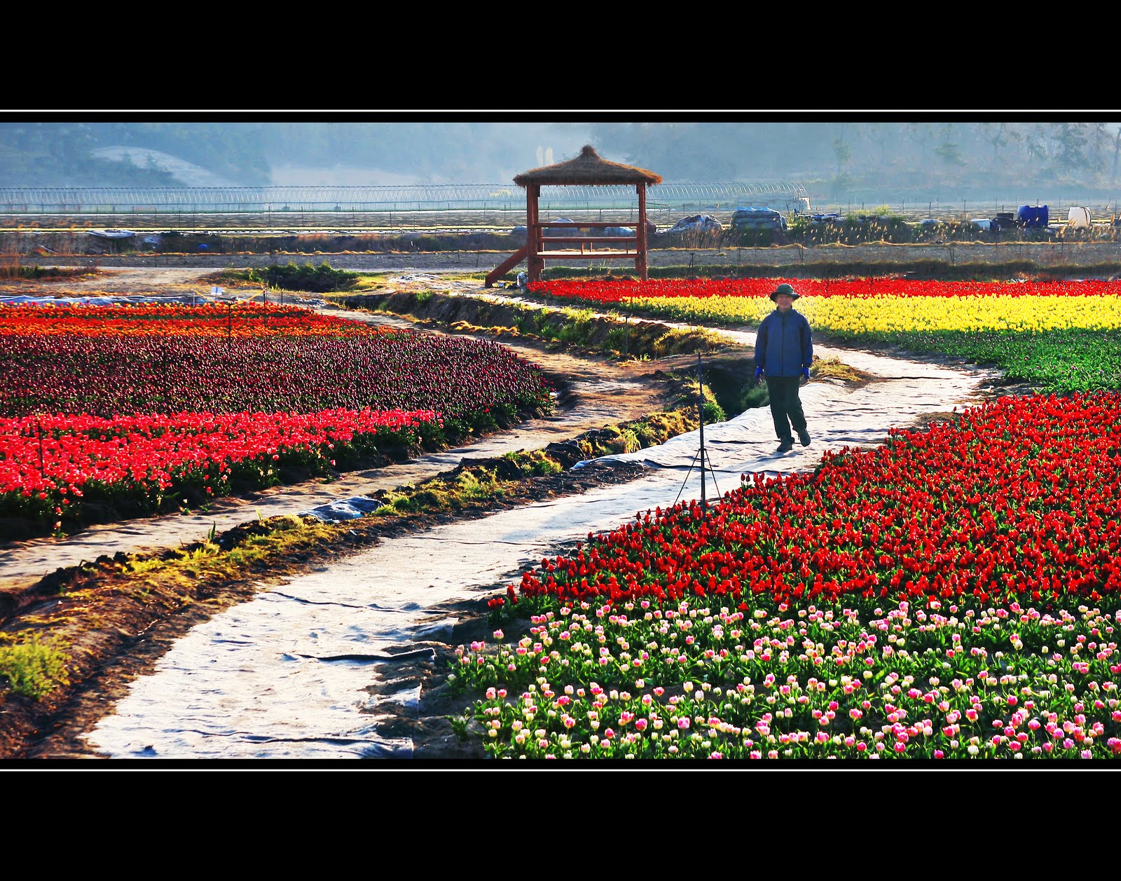 Mapa - Los Campos de Tulipanes de Holanda [Dutch tulip fields