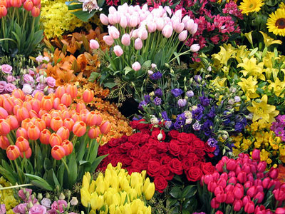 Tout l'amour: Flores...muitas flores!