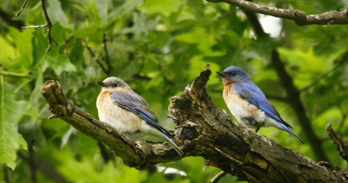 Nerdy for Birdy: Eastern Bluebirds Nesting at Ojibway
