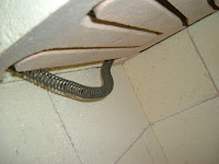 Damaged glass kiln lid