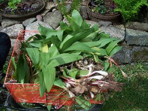 Lynda+ramps Leek Soup A note