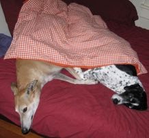Daily Dog Dose