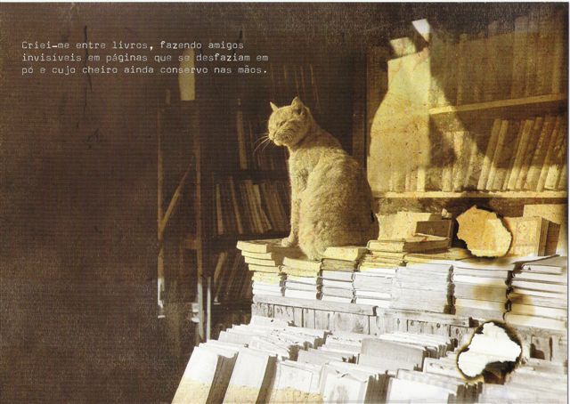 [GATO+COM+LIVROS.jpg]