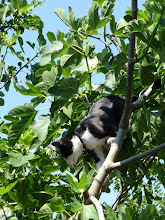 Xena in the fig tree