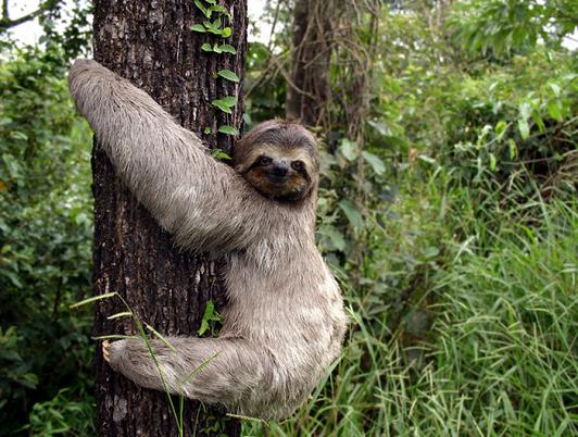 Dancing in the Dragon's Jaws: Sloth Familiar