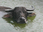 L'année du buffle