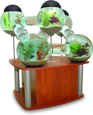 Throw the ball already: Coolest fish tank ever...