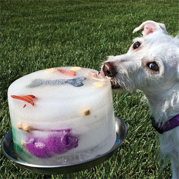 Throw the ball already: Frozen Dog Treat Maker