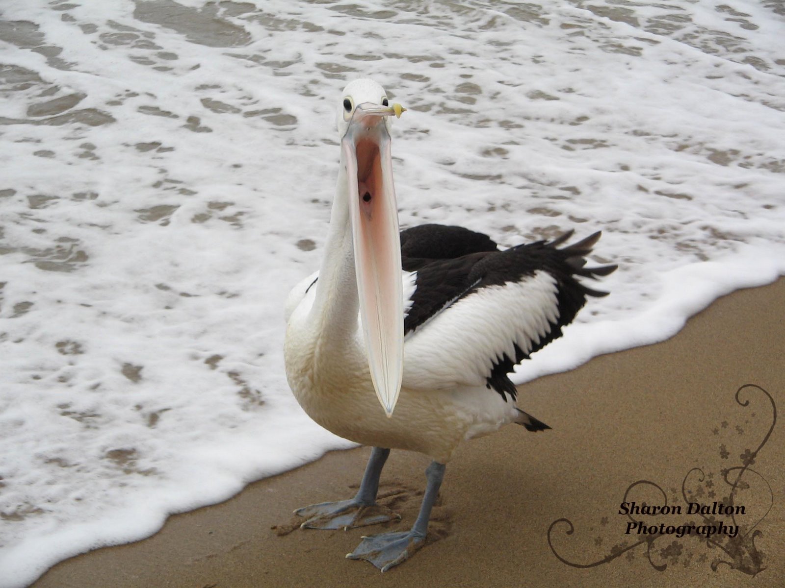 [Angry+Pelican+1.jpg]
