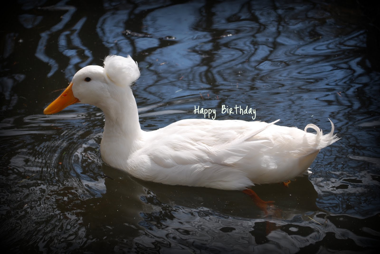 happy birthday ducks 