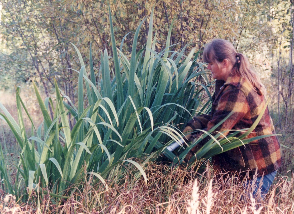 LizAnna's Studio Collecting More Plants for Paper