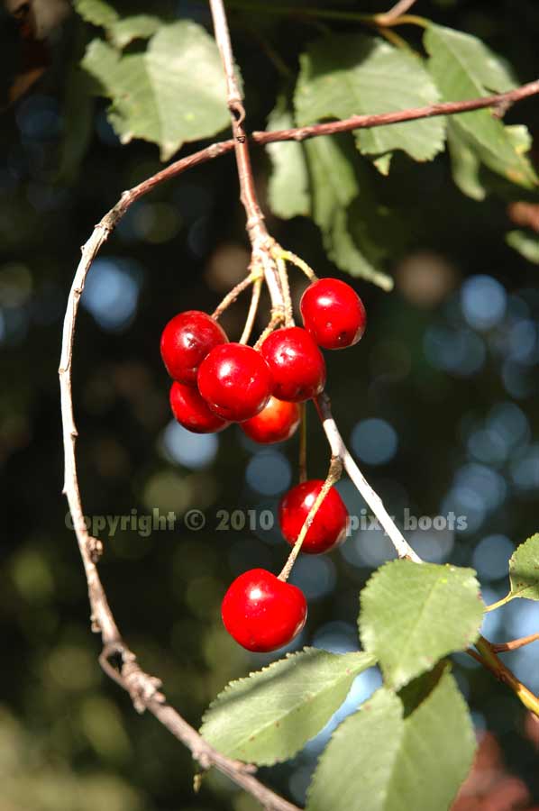 cherry tree jams pixy boots home grown cherry jam cherry tree jams pixy boots home grown cherry jam