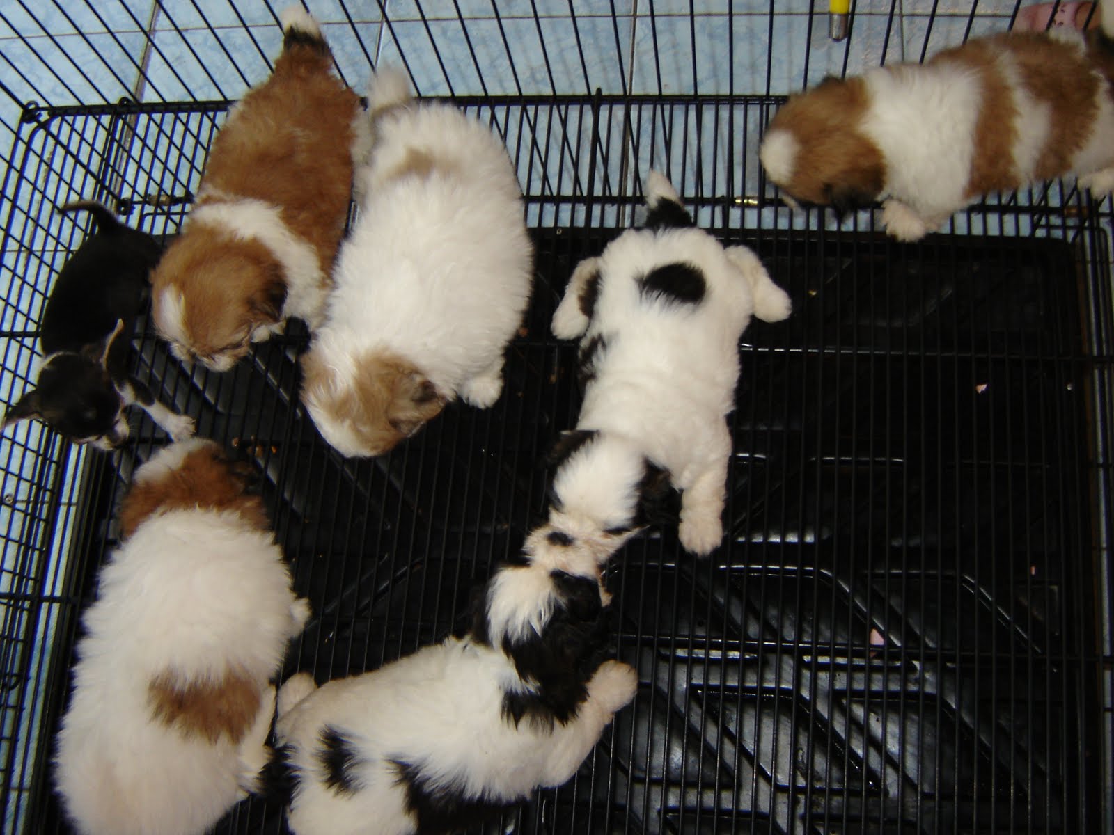 Shih+tzu+poodle+mix+puppies+for+sale+in+michigan