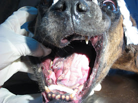 Dokter Hewan Trauma Lidah Pada Anjing