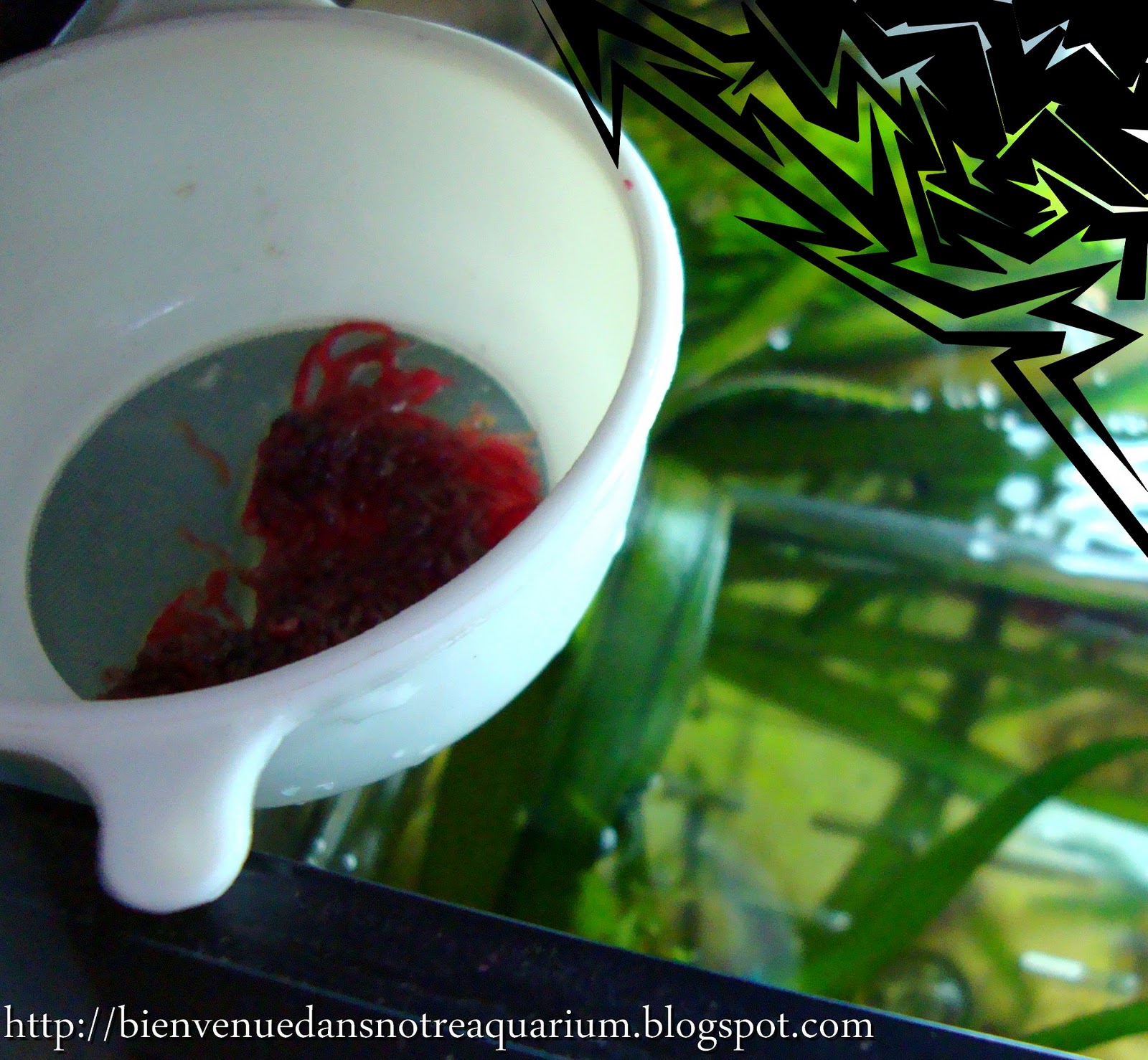 Bienvenue dans notre aquarium! Vers de vase rouges surgelés la