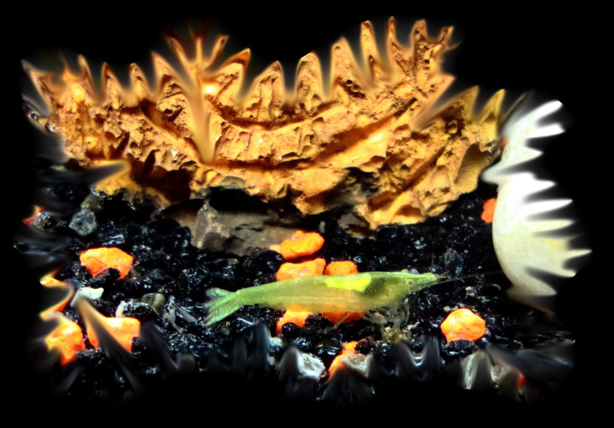 Bienvenue dans notre aquarium! "Petit pois" La petite crevette verte néocaradina sp green!