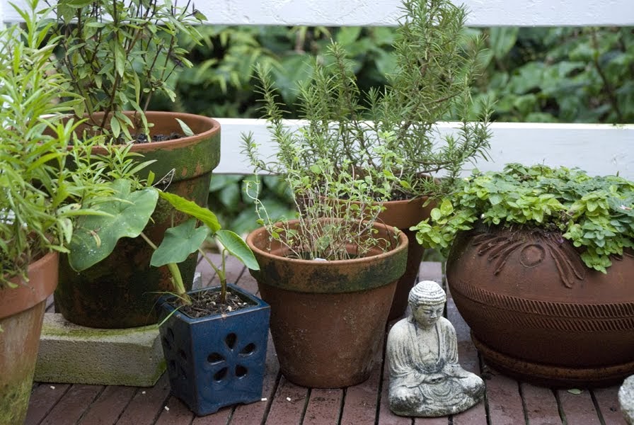 HAWAII GARDENING Fall Container Gardening, Hawai'i Style