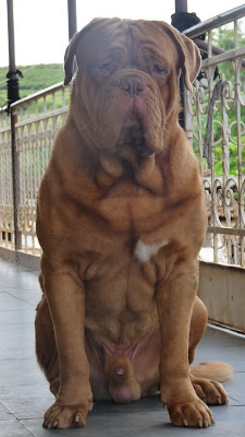 Ninhada e Filhotes Dogue de Bordeaux
