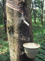 Tapping a Rubber Tree