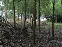 2.5 year old Acacia mangium in erosion control