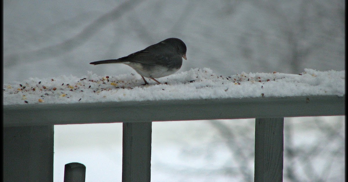 Sunshine Imaginings Photography Winter Birds in Maine...