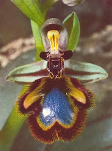Wasp & Orchid