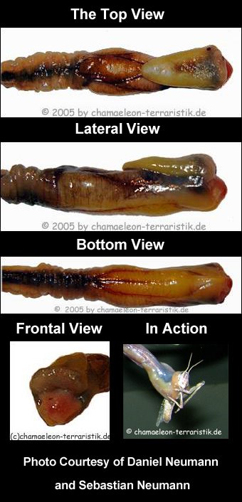 [cZunge-von-oben.jpg]