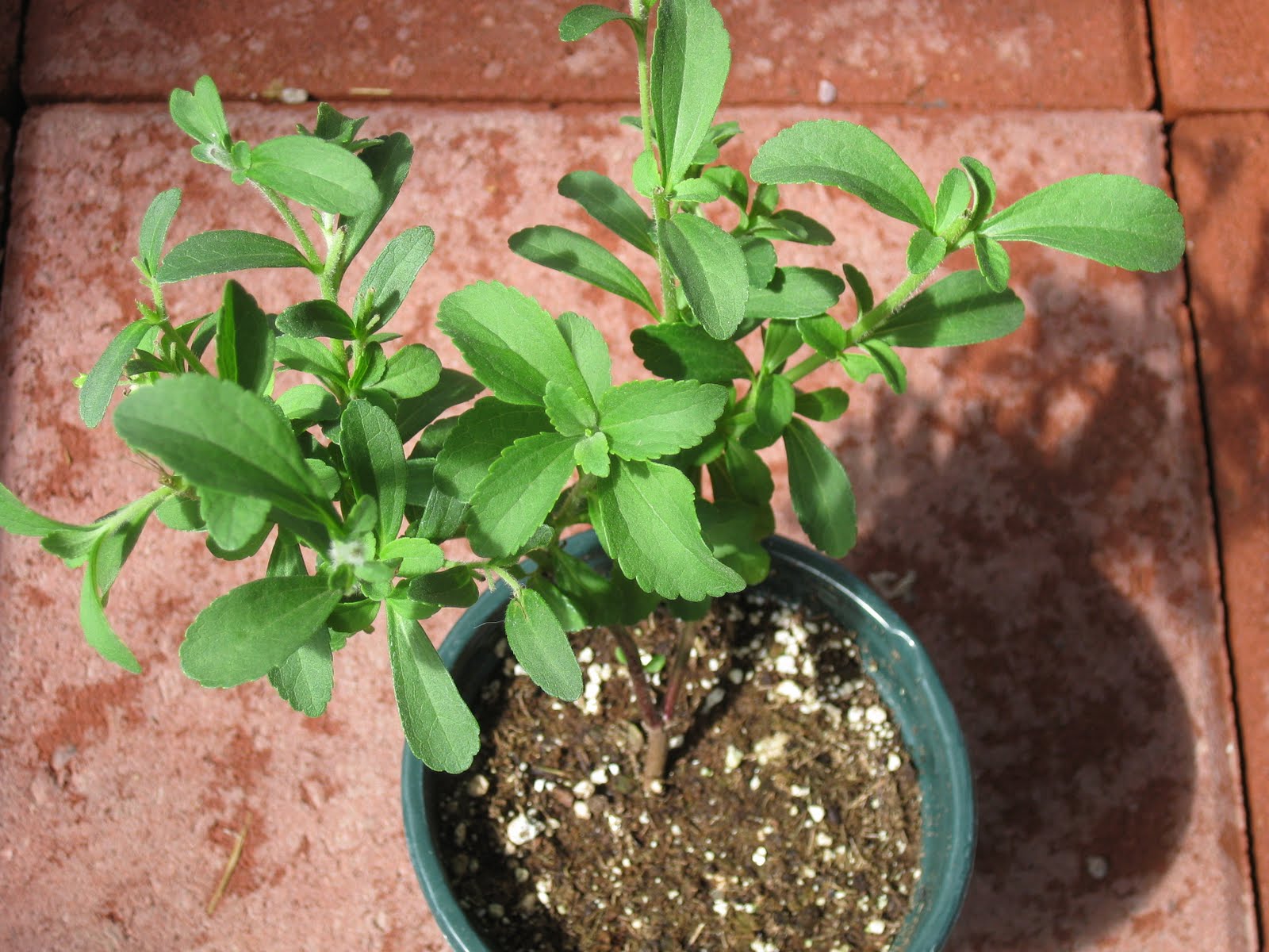 Edible Tropicals Stevia rebaudiana
