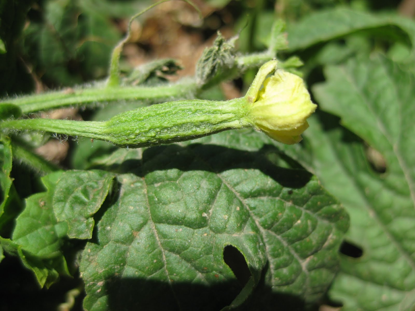 Edible Tropicals Bitter melon