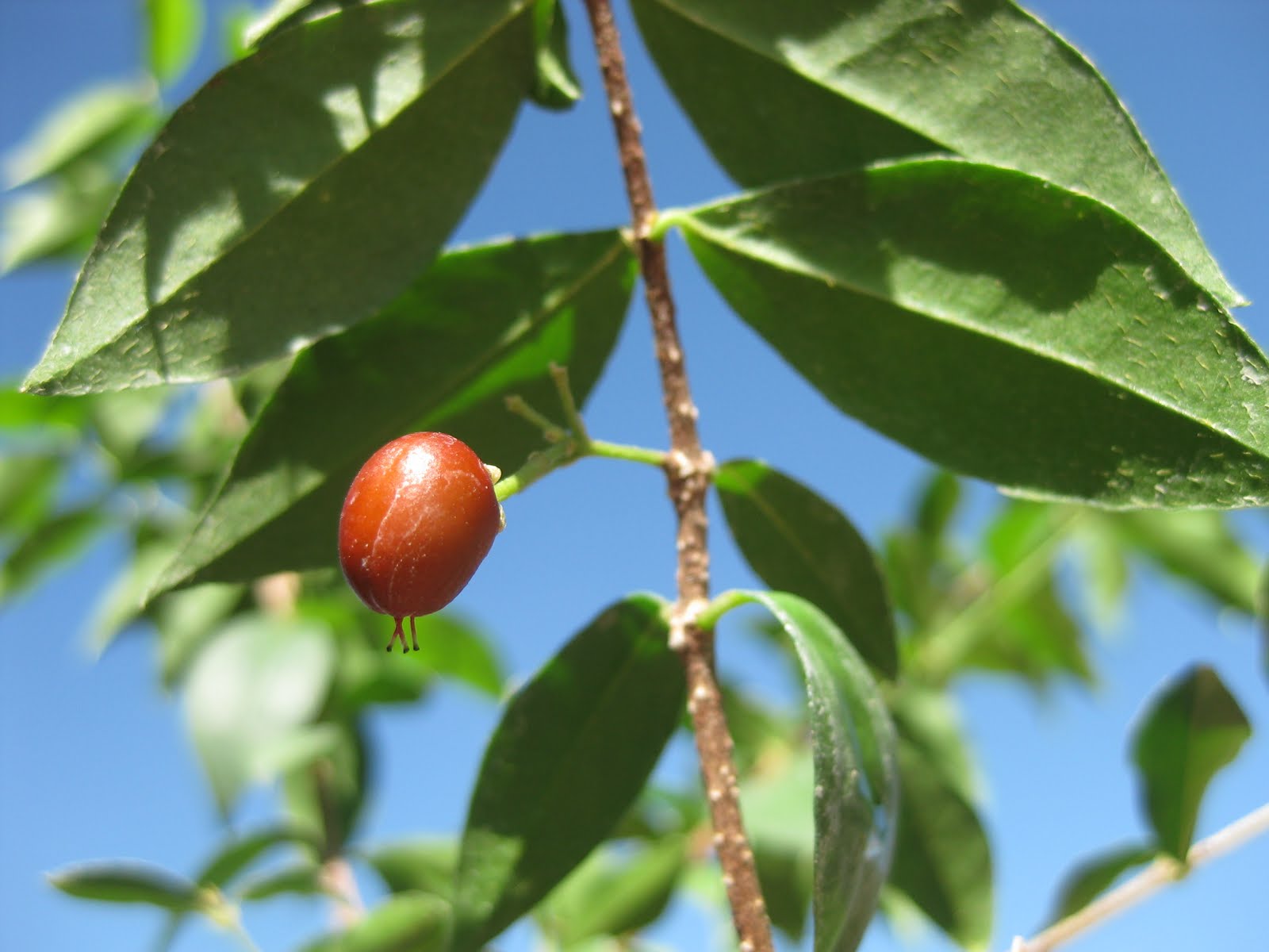 Edible Tropicals Dwarf Barbados Cherry