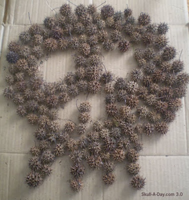 monkey ball tree