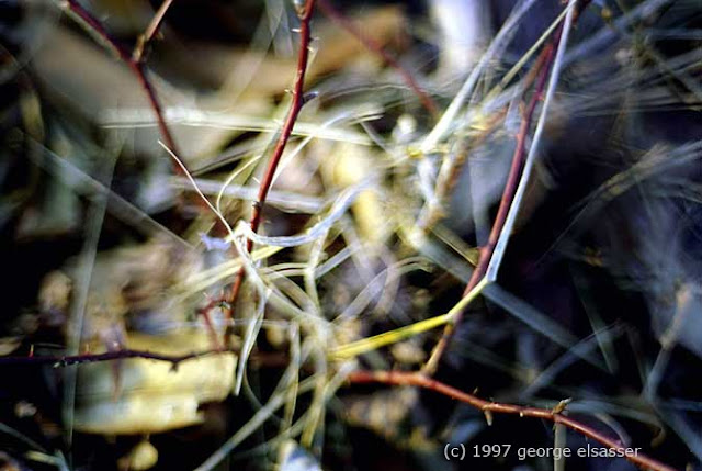 "image of twisted vines" (c) george elsasser