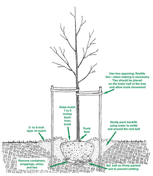Boho Farm and Home Fruit Tree Planting A Family Affair