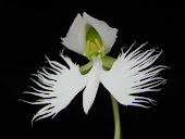 Habenaria radiata