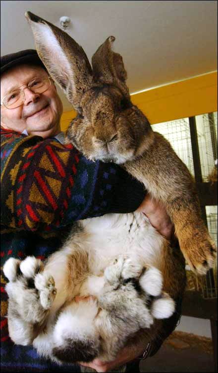 [biggest-rabbit-Herman.jpg]