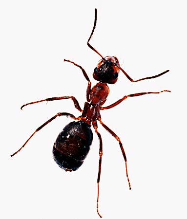 [Ant_383x450.jpg]