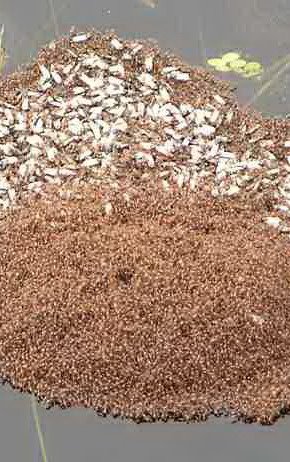 [fire-ant-raft22.jpg]