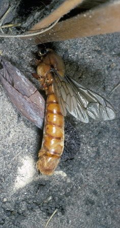 [sausage-fly-driver-ant_AJM649.jpg]