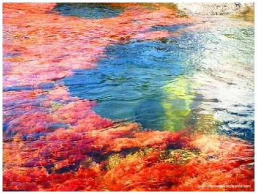 [Cano-Cristales-11.jpg]
