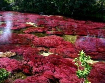 [Columbia-River-Caño-Cristales-2.jpg]